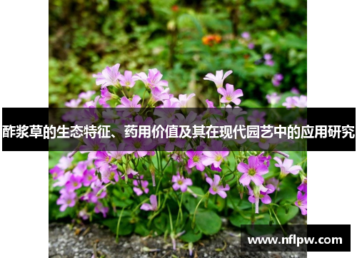 酢浆草的生态特征、药用价值及其在现代园艺中的应用研究